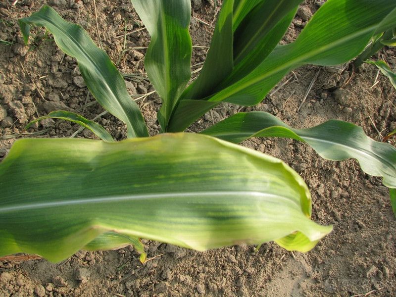 葉綠素含量測(cè)定儀可增加氮肥利用率