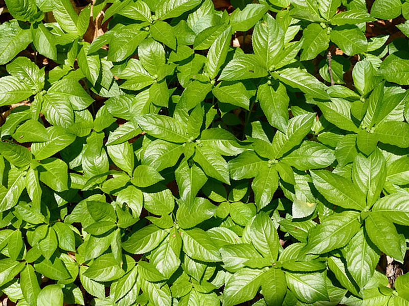 葉面積指數測定儀可無損傷測量葉片的葉面積