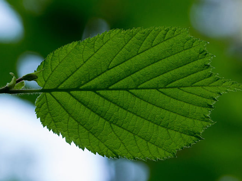 葉綠素儀可廣泛用于農林植物和科研的生產指導