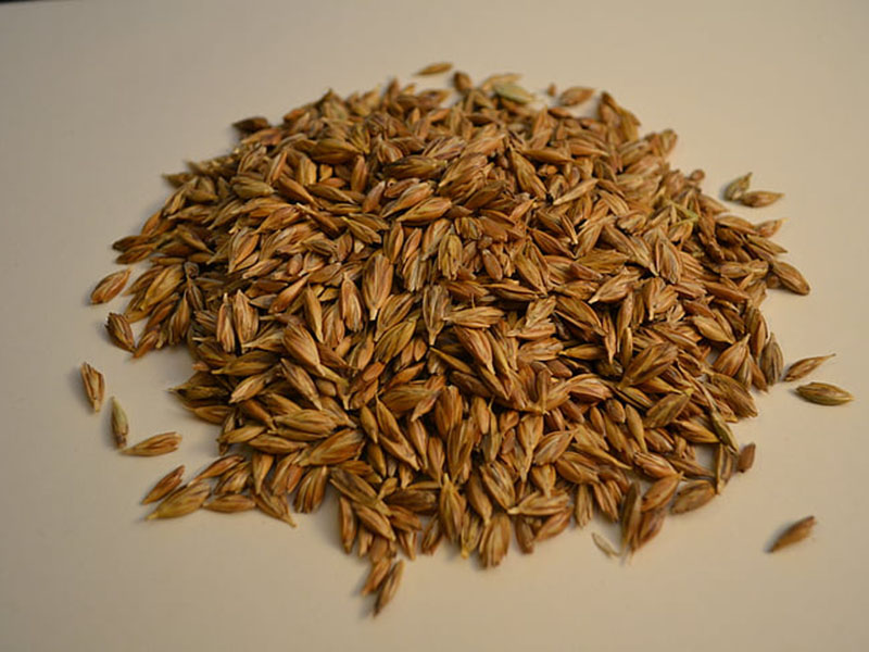 黃曲霉毒素定量檢測儀快速定量檢測糧食安全！