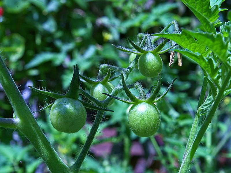 農(nóng)藥殘留會(huì)對(duì)身體產(chǎn)生怎樣的危害？