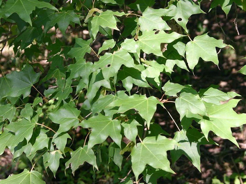 植物葉綠素測定儀，為植物健康做檢查