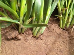 植物莖稈強度測定儀，對作物栽培提供幫助