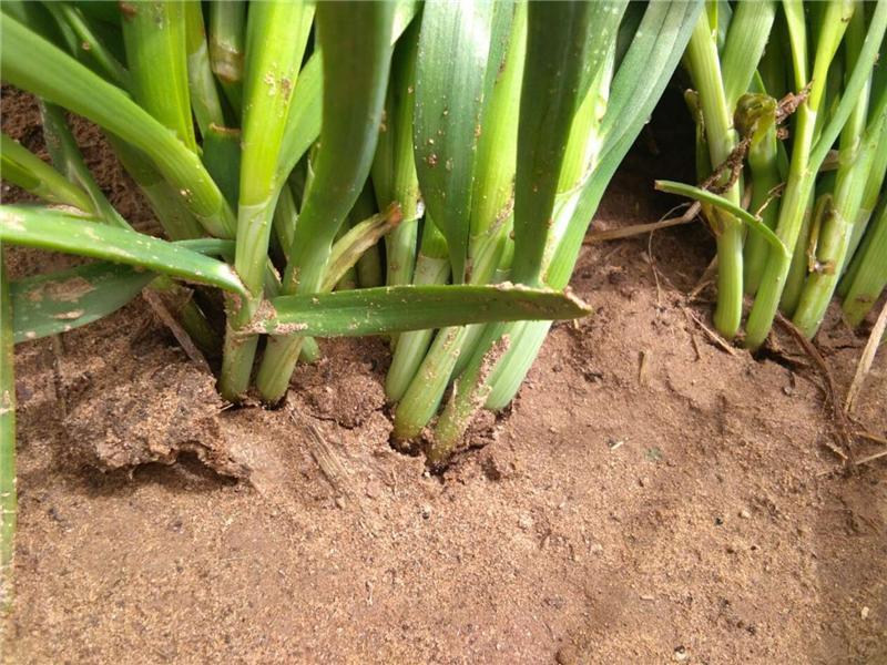 植物莖稈強(qiáng)度測(cè)定儀，對(duì)作物栽培提供幫助