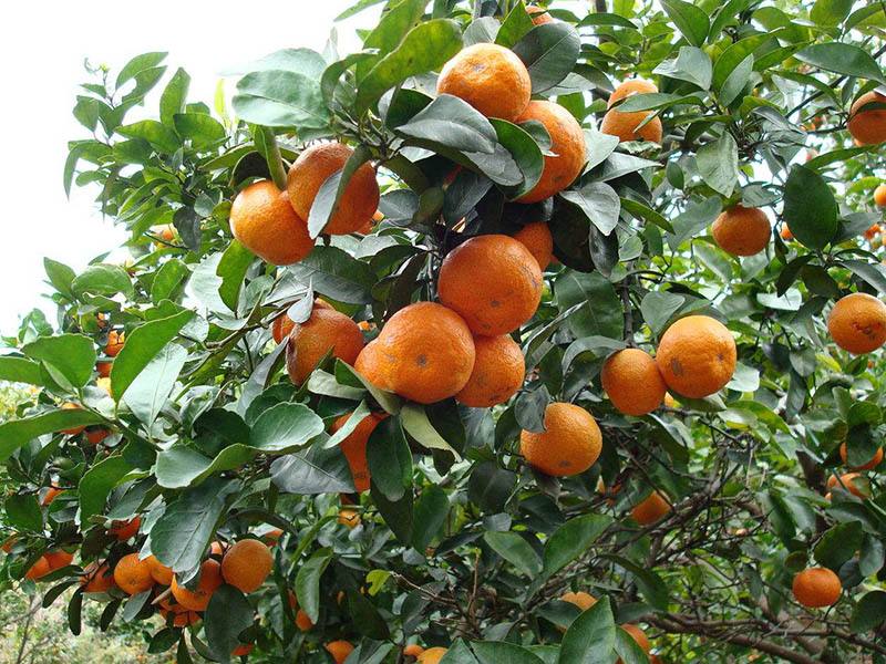 砂糖橘的種植，光照很重要