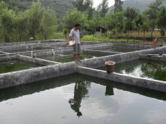 水中硫化氫檢測儀，可以為水產養(yǎng)殖做什么？