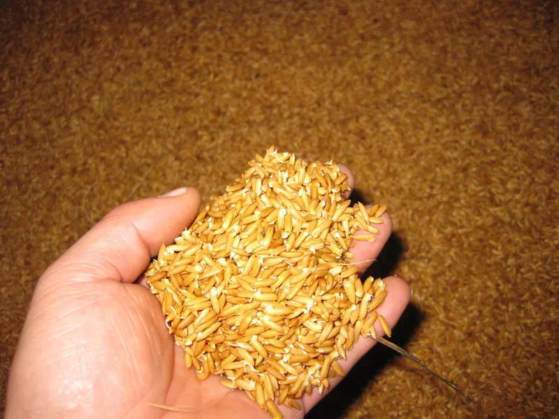 糧食中的真菌毒素怎么檢測(cè)