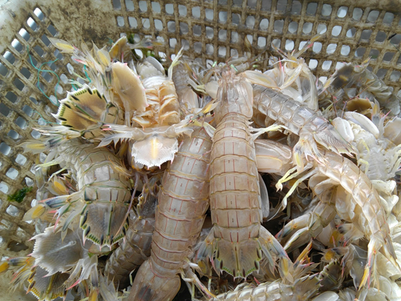 為什么在皮皮蝦中屢次檢出鎘超標(biāo)